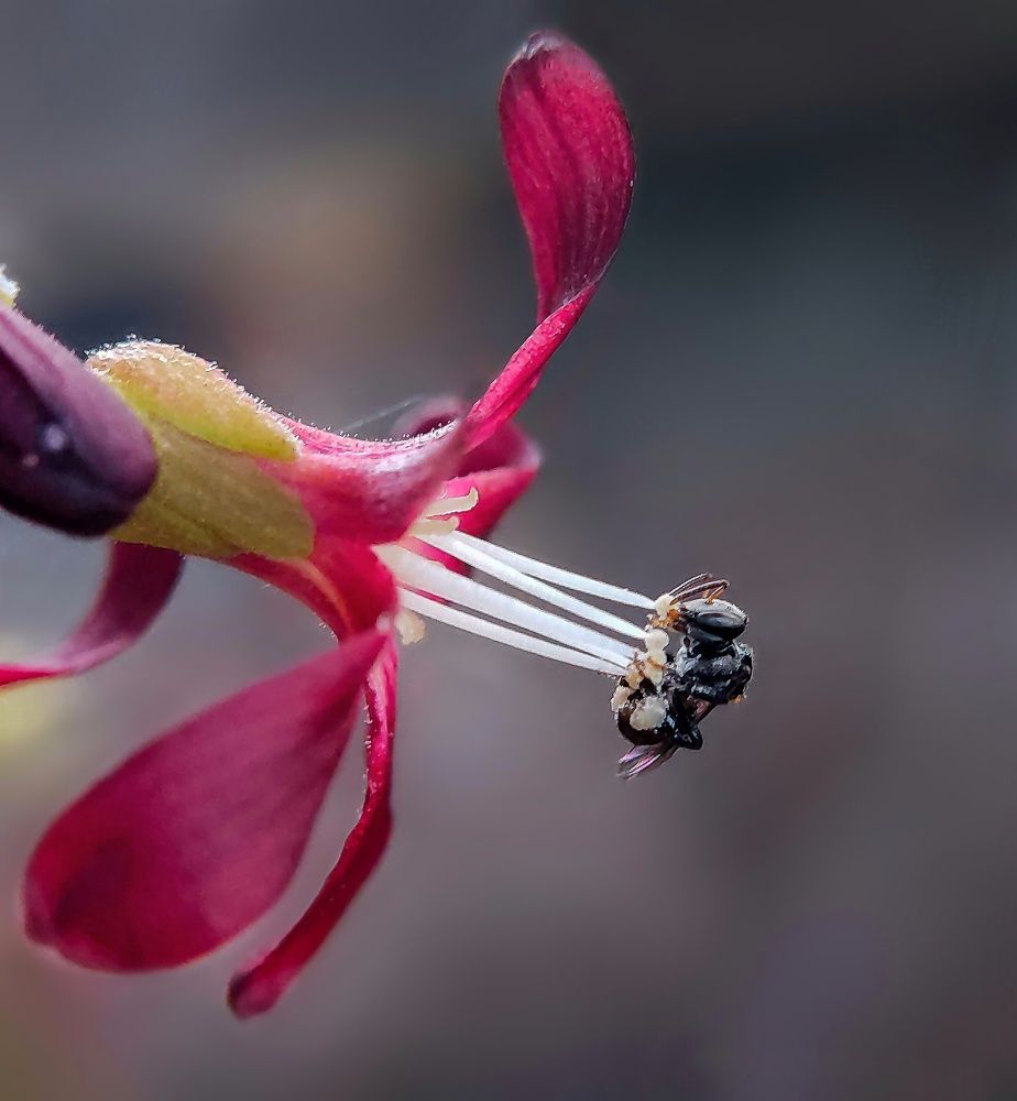 A fly Pollinating a flower
