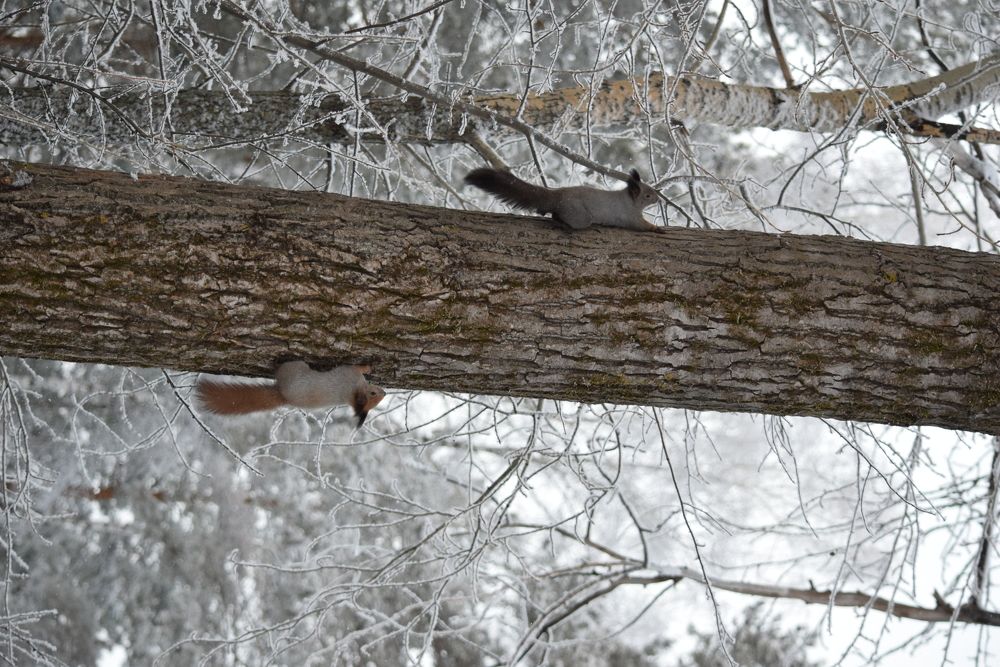 Photograph by Наталья Ченчикова