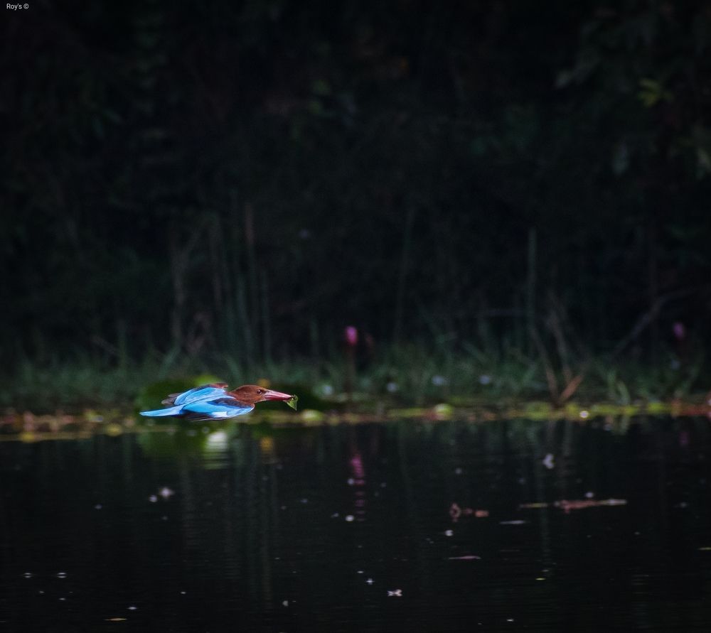 The Flying Kingfisher