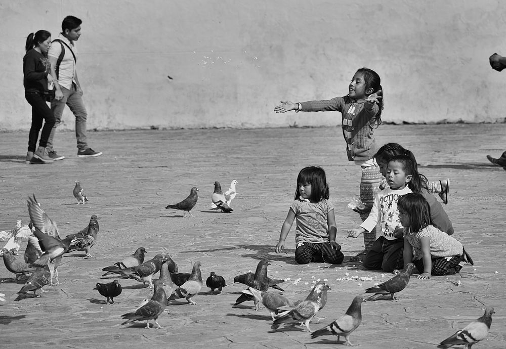 Alimentando a las palomas