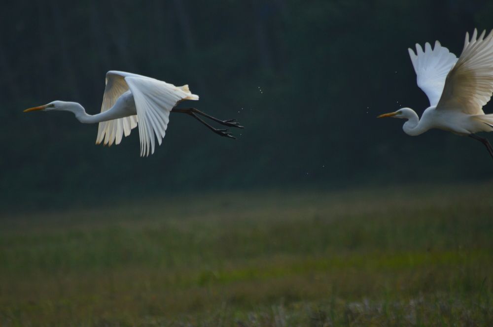 Birds on flight