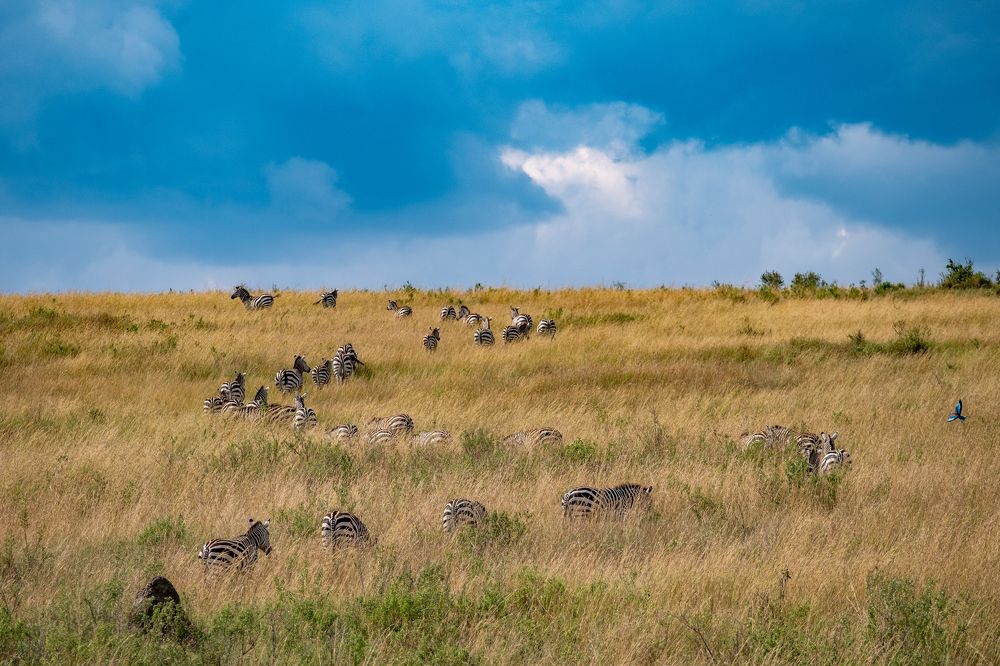 Photograph by shahin olakara