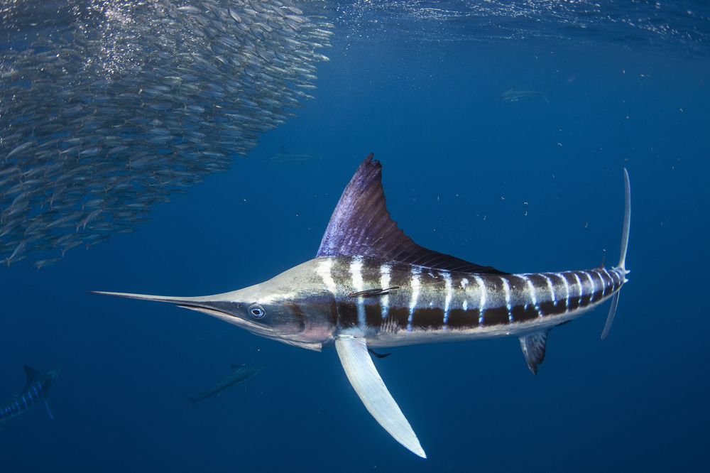 Photograph by Jacopo Brunetti