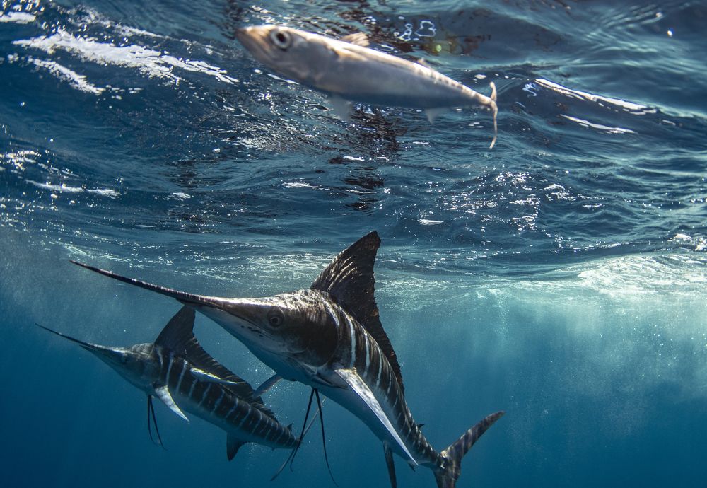 Photograph by Jacopo Brunetti