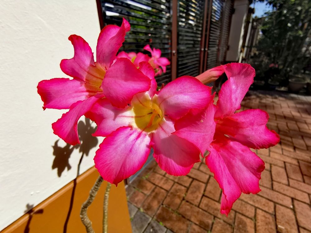 Photograph by Chunhou Poon