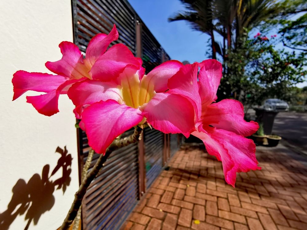 Photograph by Chunhou Poon