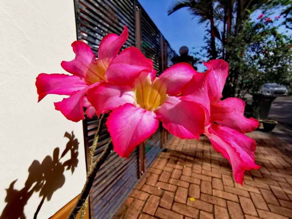 Photograph by Chunhou Poon