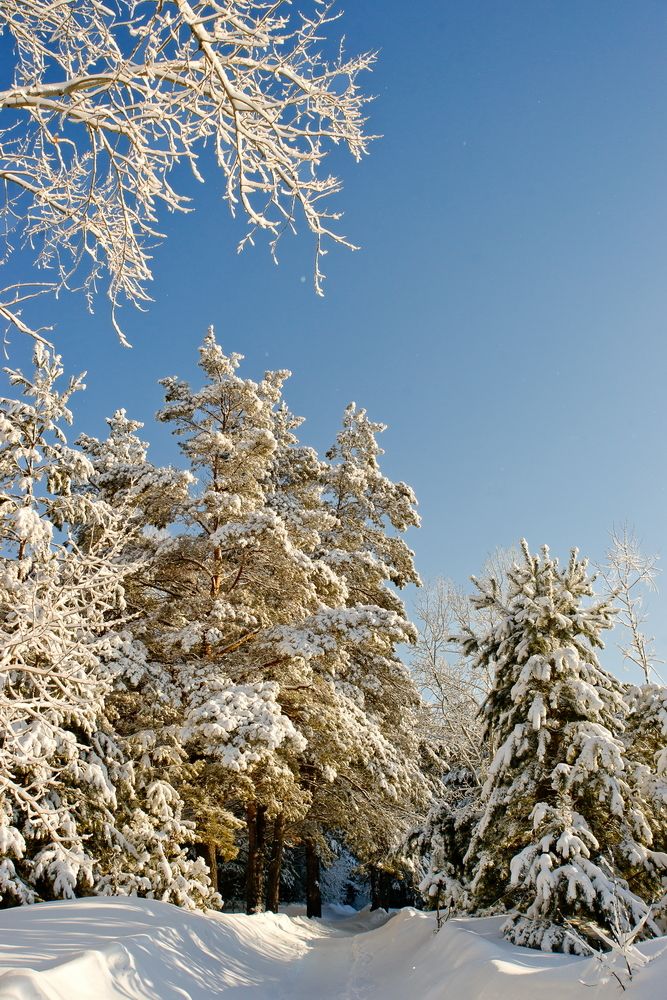 Зимний свет солнца.