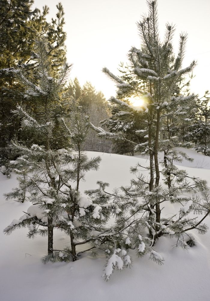 Зимнее солнце.