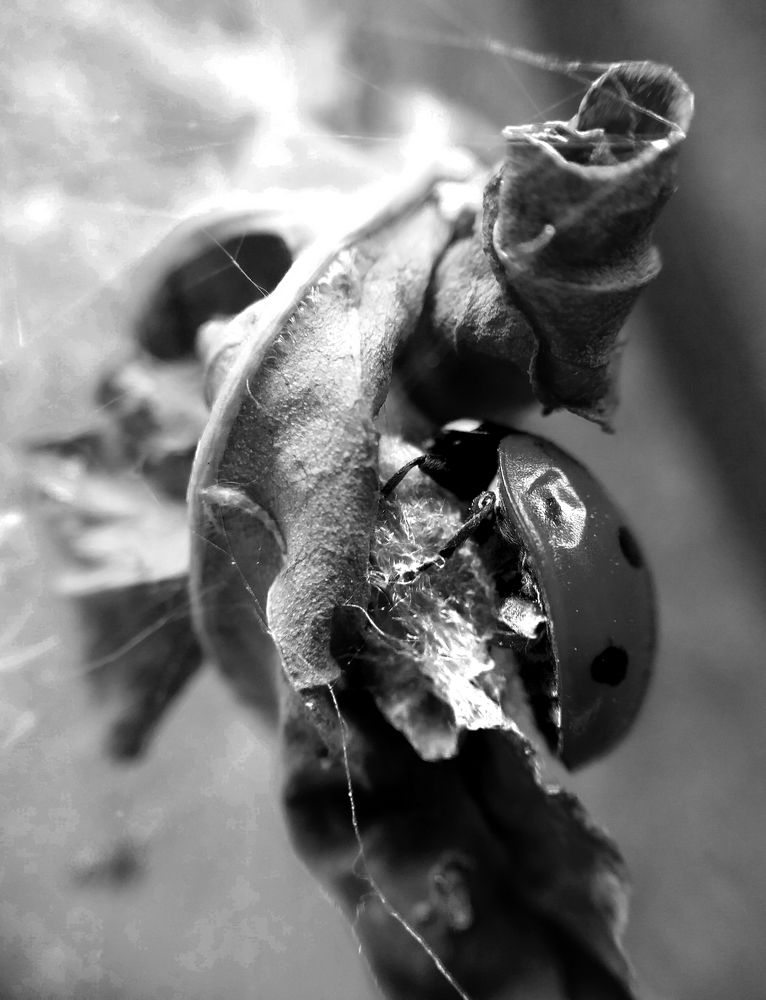 Photograph by Ritu Dinkar