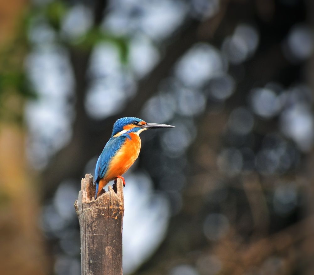 Photograph by Annwaina Deb