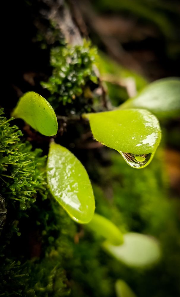 Rain drops