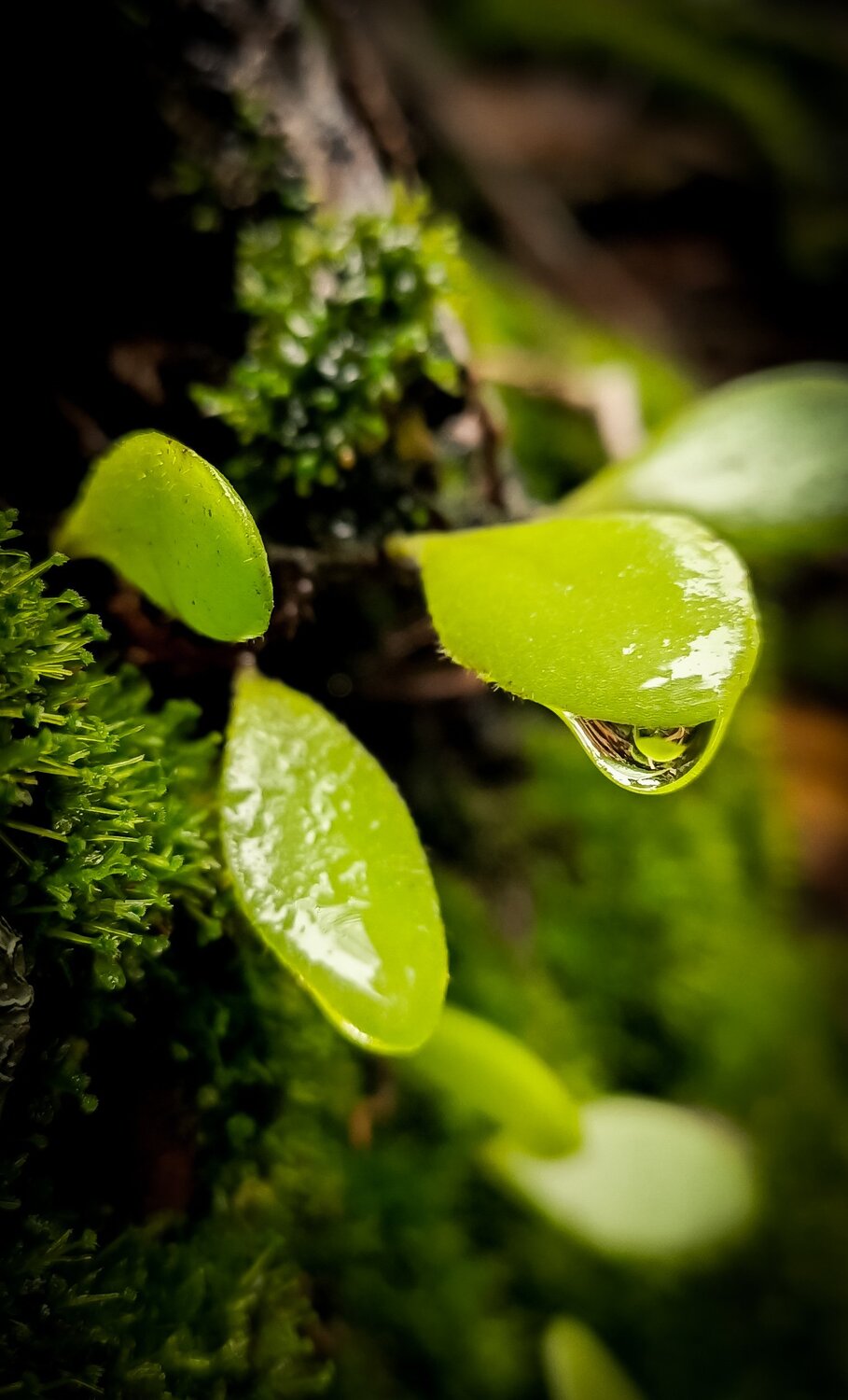 Rain drops