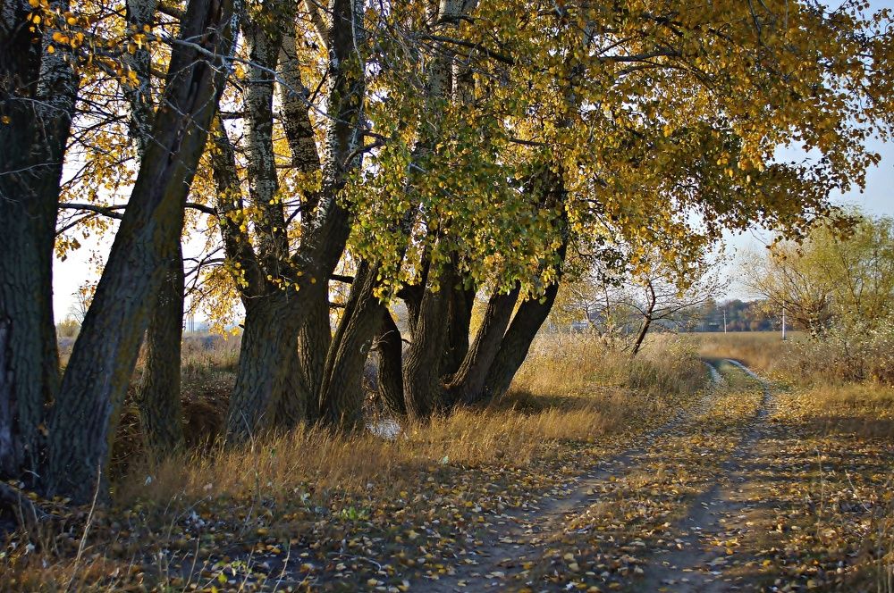 Осень золотая