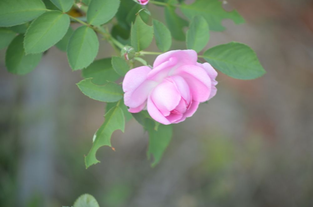Photograph by अमोल स. लाड