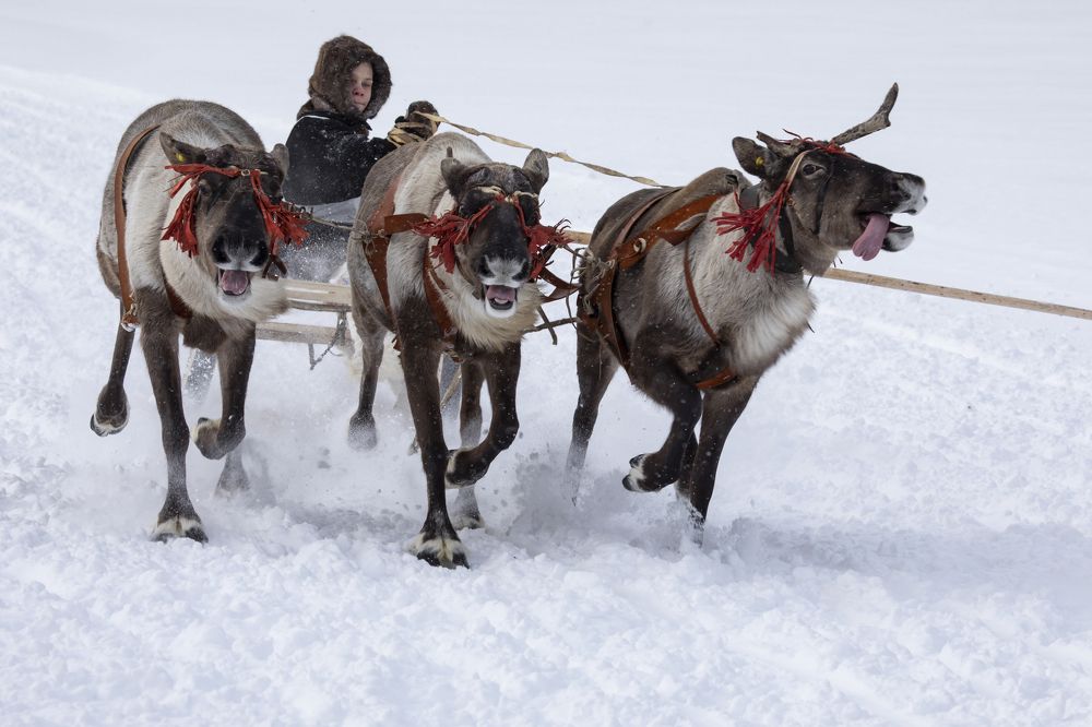 И стар, и млад любят гонки