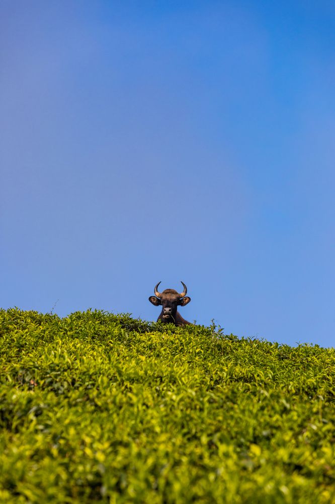 Photograph by Mahesh Magee