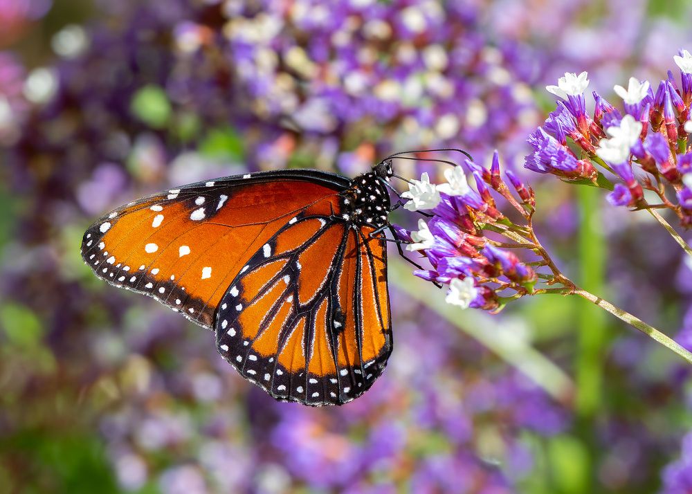 Photograph by Lana Anferow