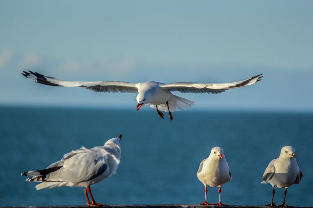 Фотография автора Maliyadewa Wadupola