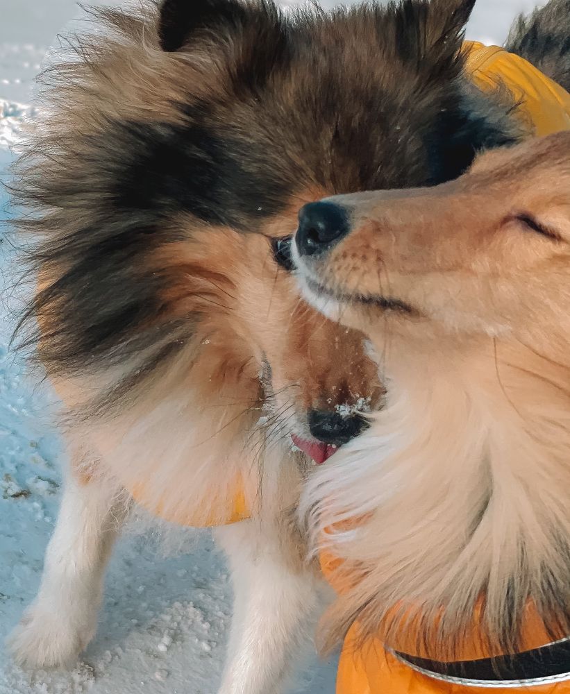 The tenderness of two shelties
