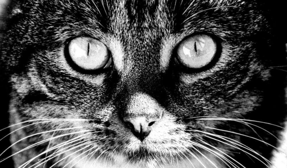 Photograph by Piotr Cichowski