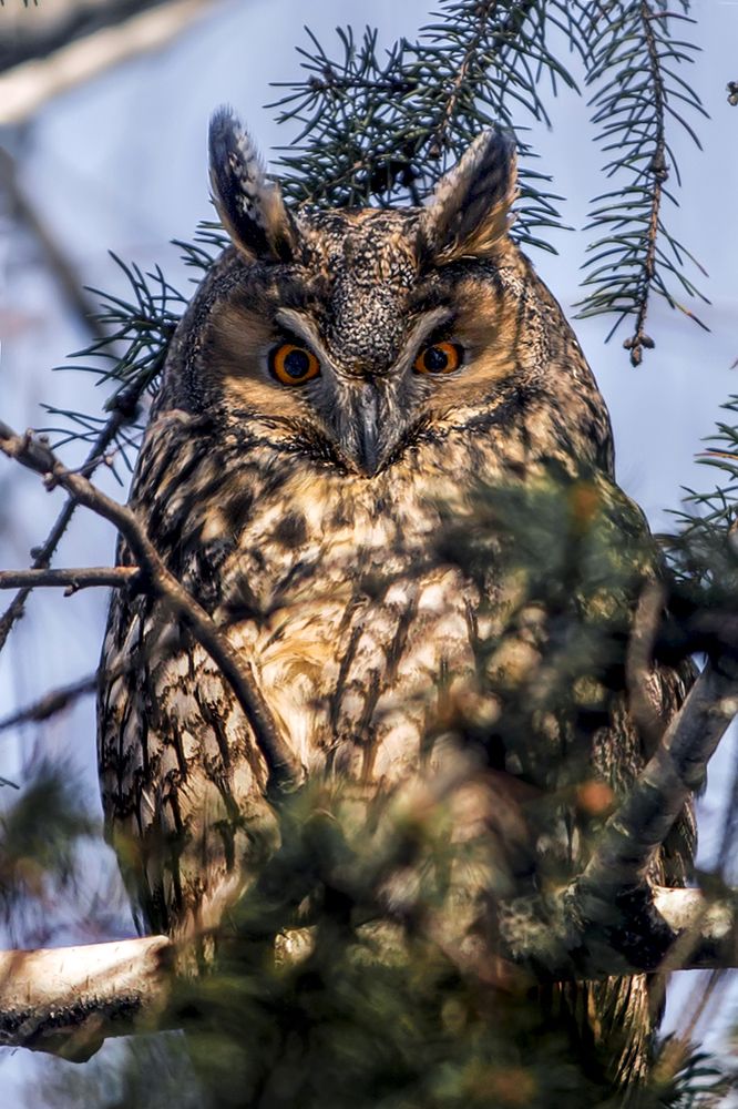 Фотография автора Victor Sacaliuc