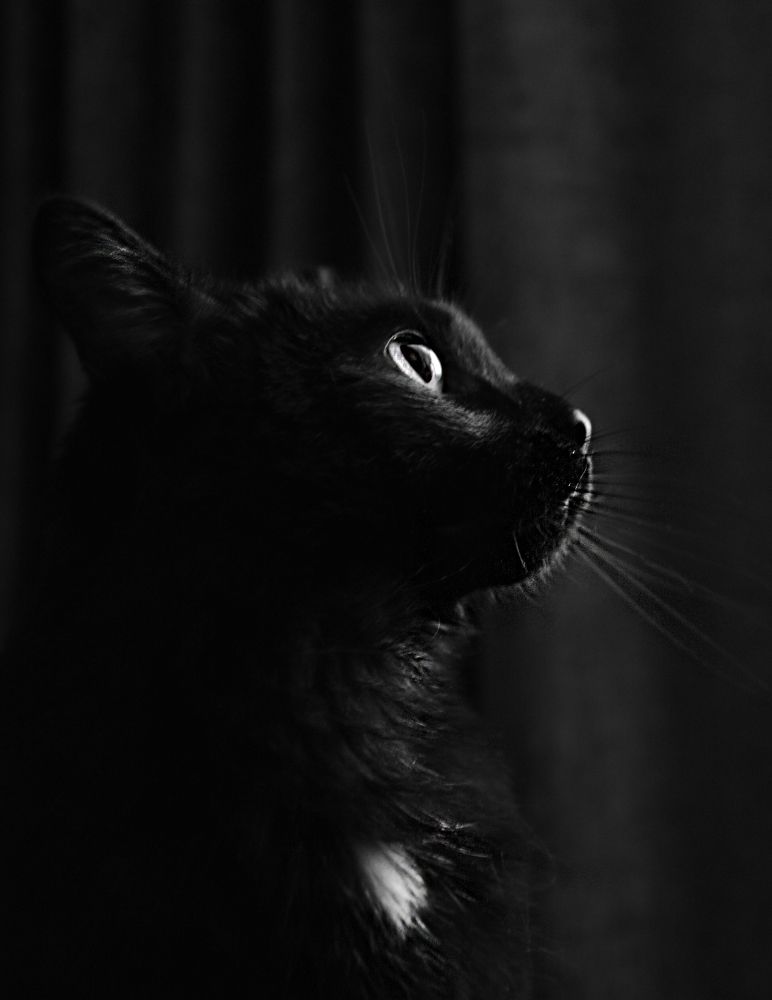 Чёрный на чёрном.