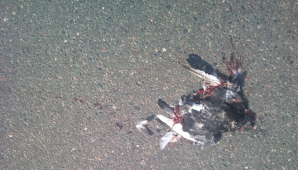 "Birds Don't Need Money"