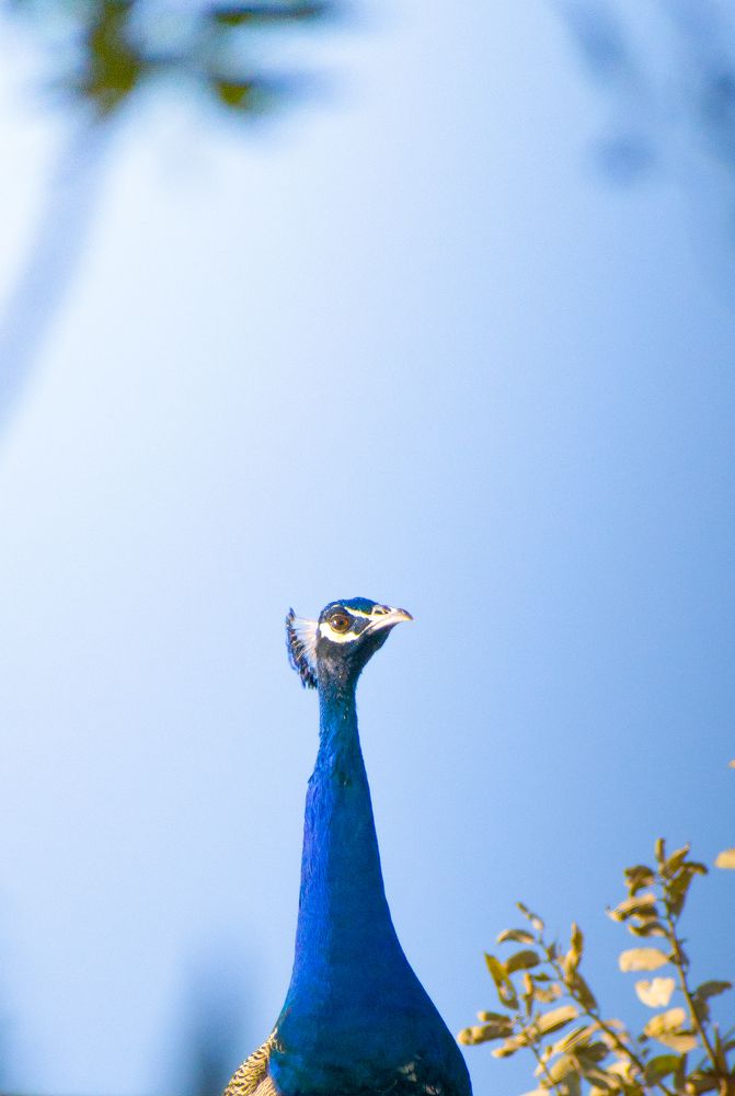 Indian peafowl