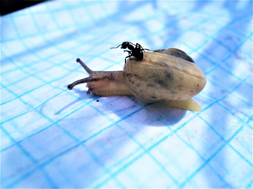 А ну, красавица поехали кататься!