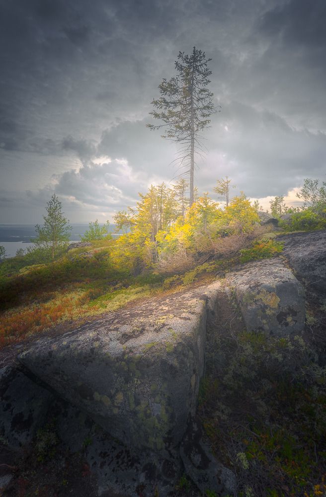 Фотография автора Светлана Морозова