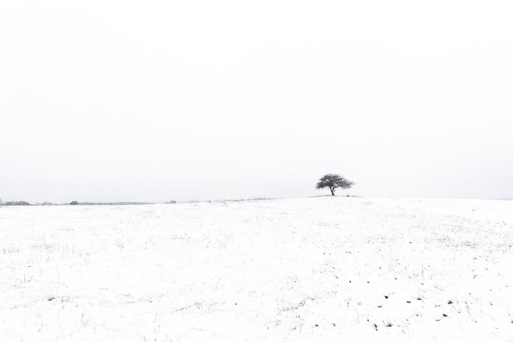 Lonley tree