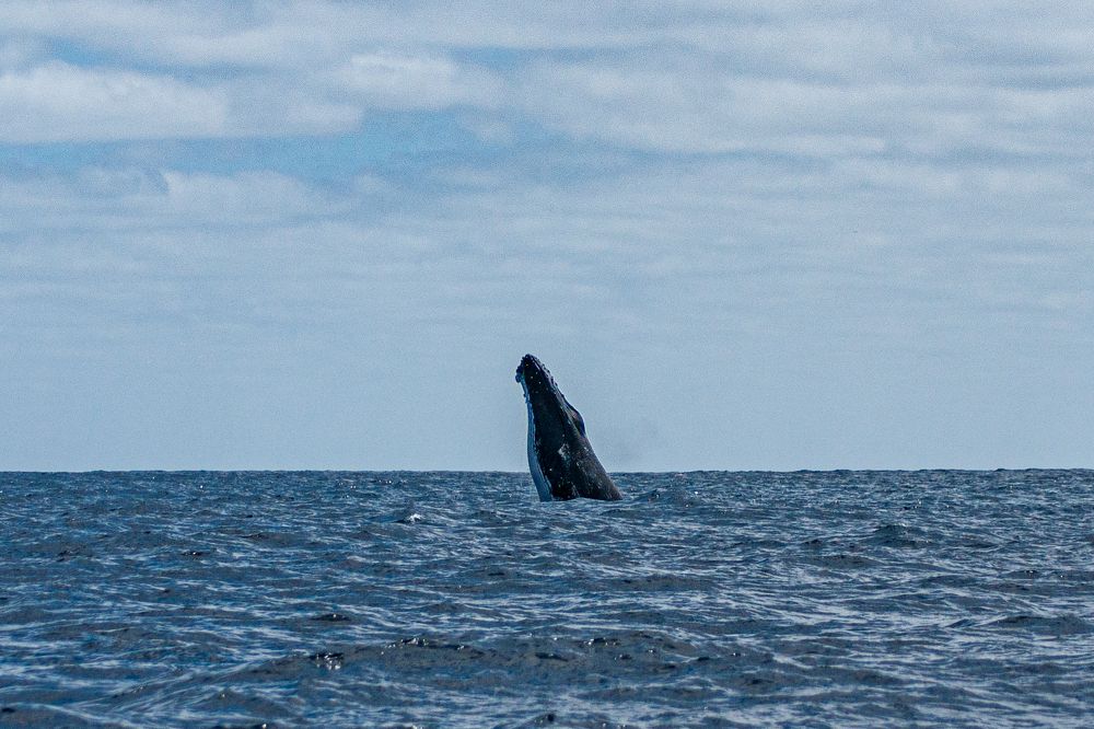 The marvelous beast in nature