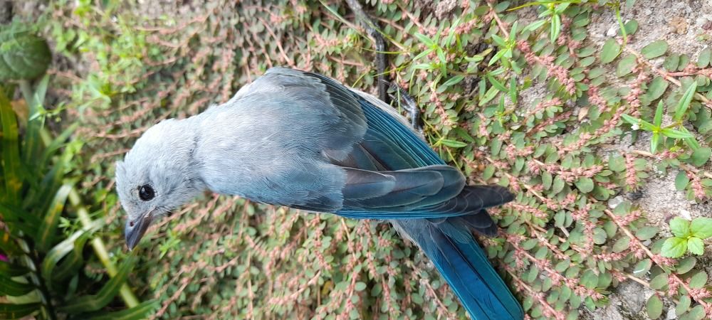 Passáro em cor