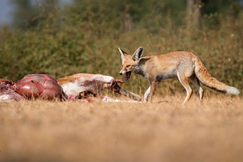 Desert Fox feasting on a blackbuck
