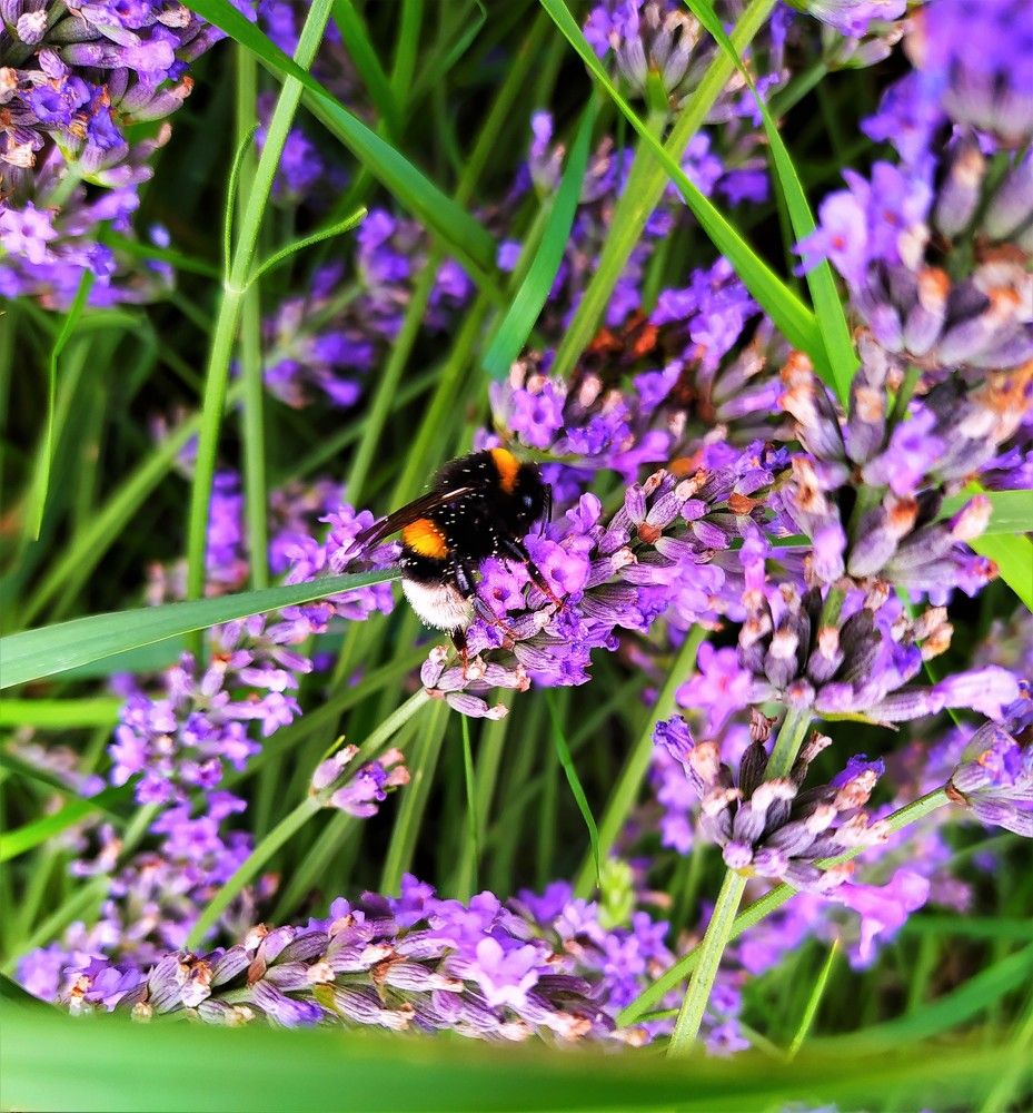 Bumblebee in its natural habitat