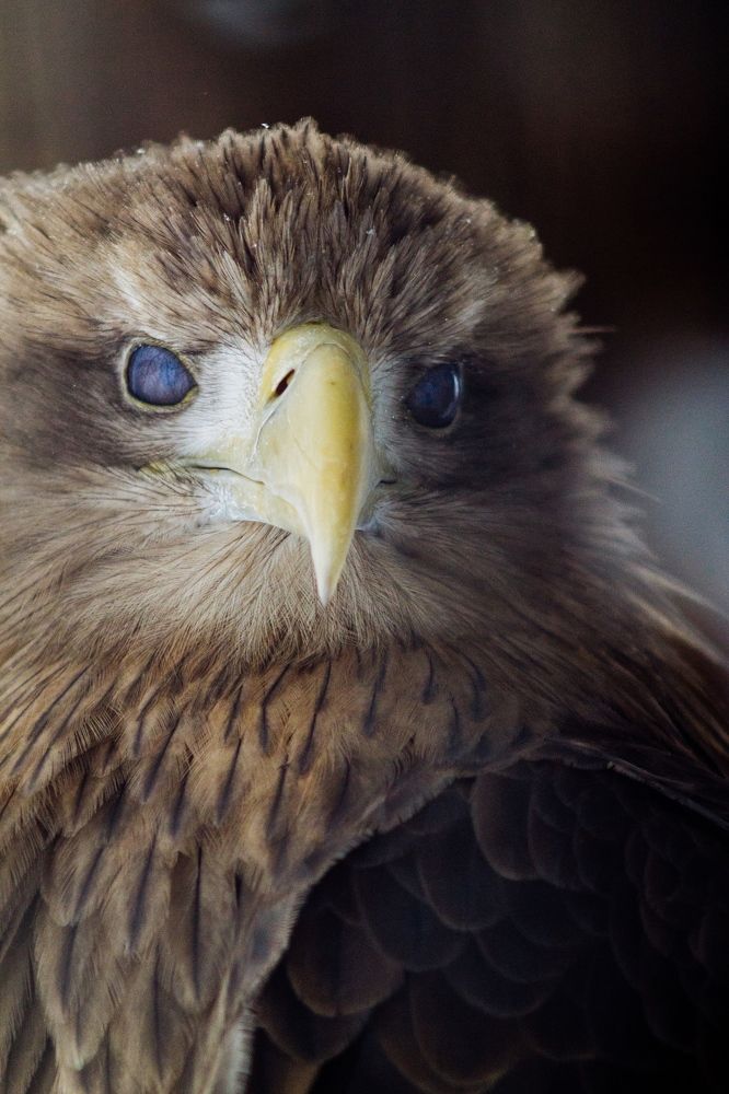Twinkling white-tailed eagle