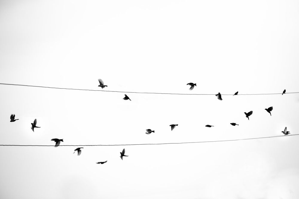 Photograph by phong nguyen