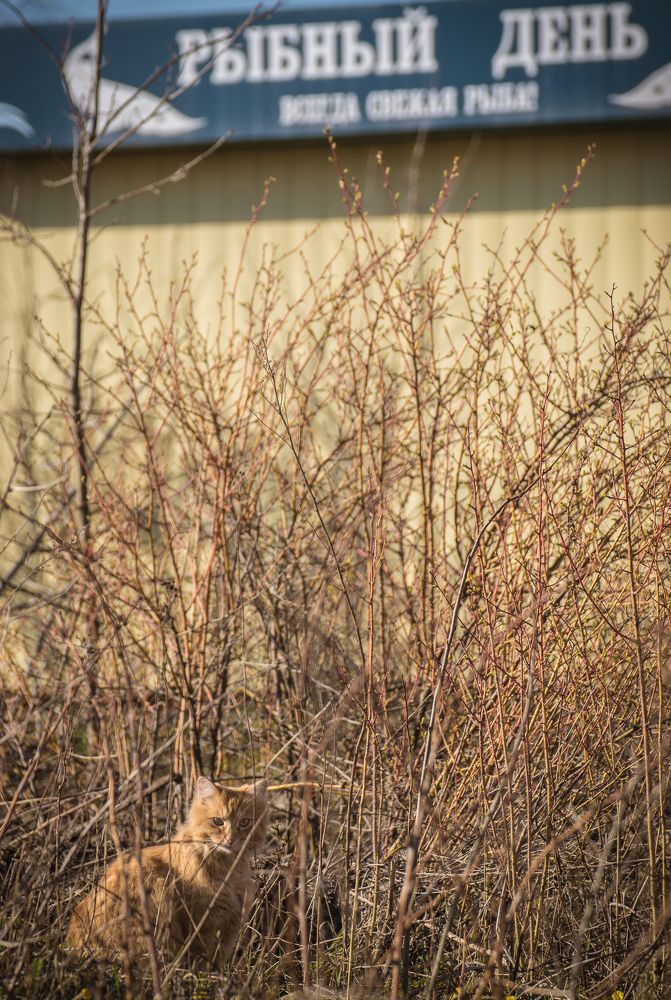 Рыбный день