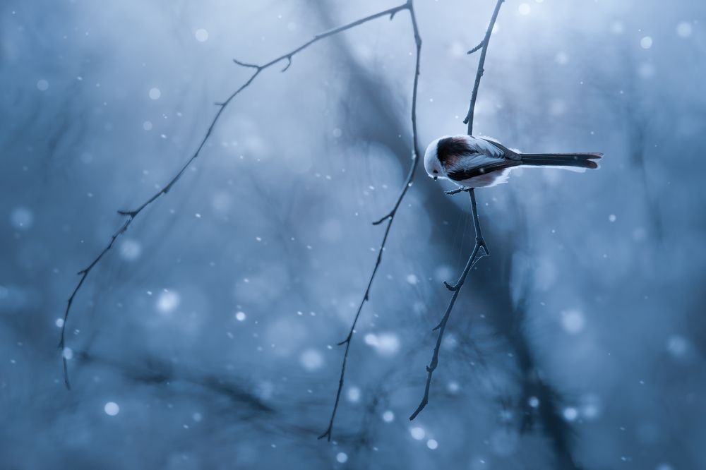 Снегурочка