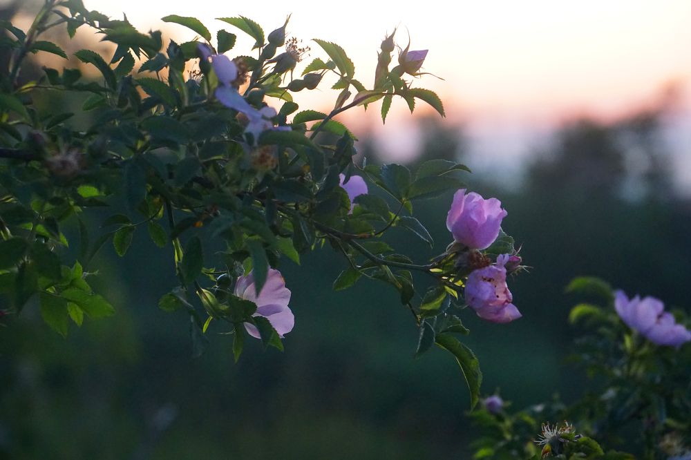 Розовый вечер