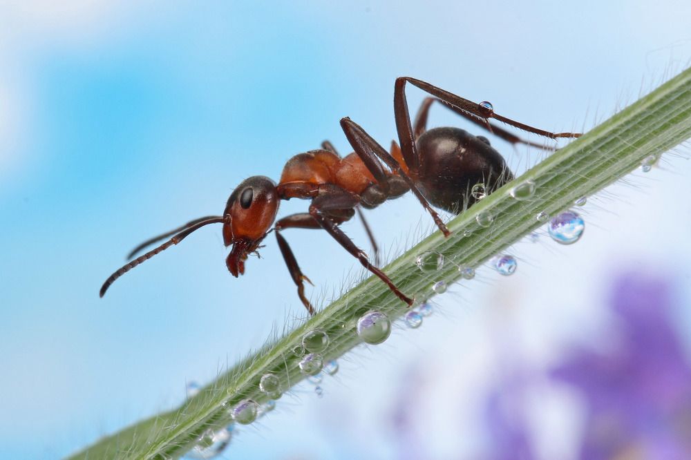 Photograph by Анатолий Ефимочкин