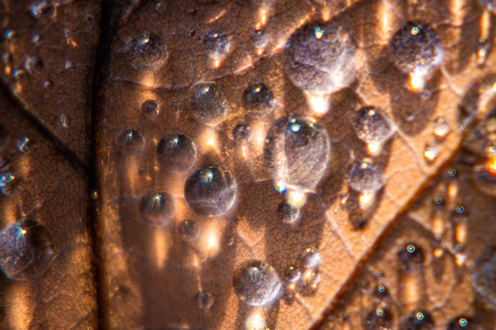 Красота осенних листьев