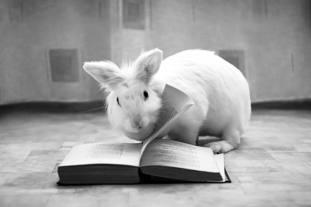 Ушастый чтец