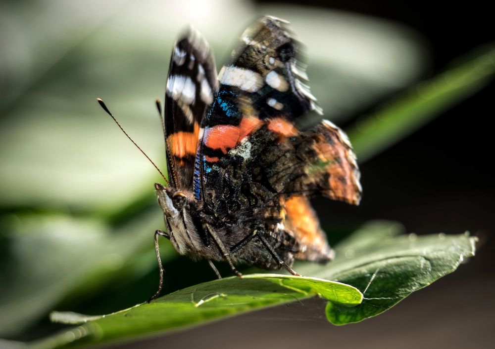 Photograph by Anatolii Graur