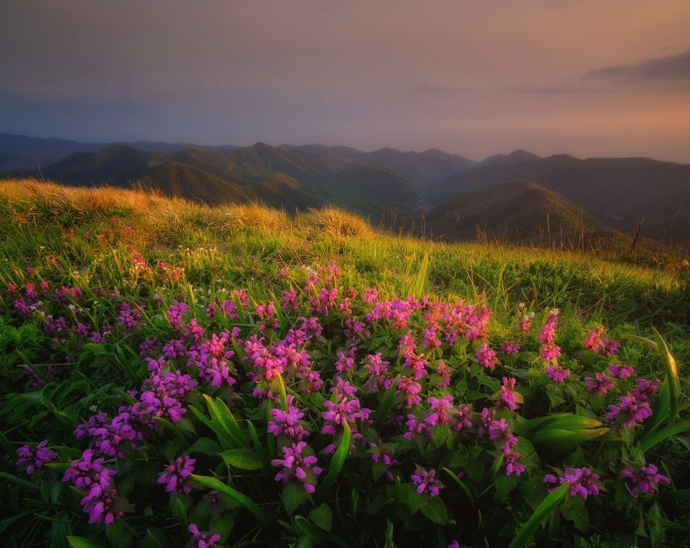 Весна в предгорьях