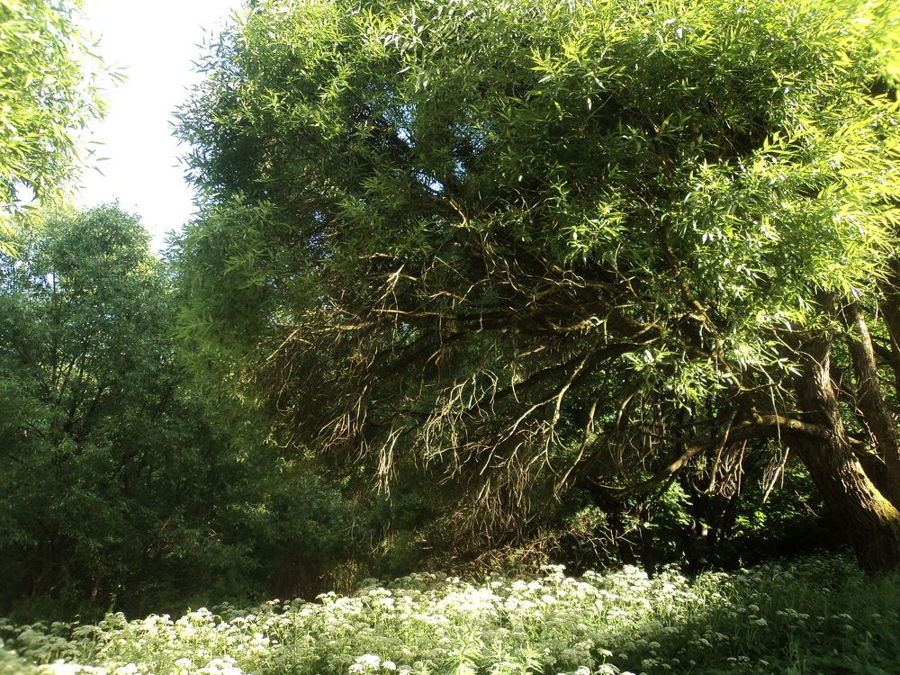 Photo #5887163