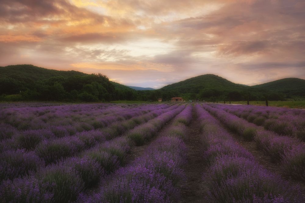 Рассвет на лавандовой ферме
