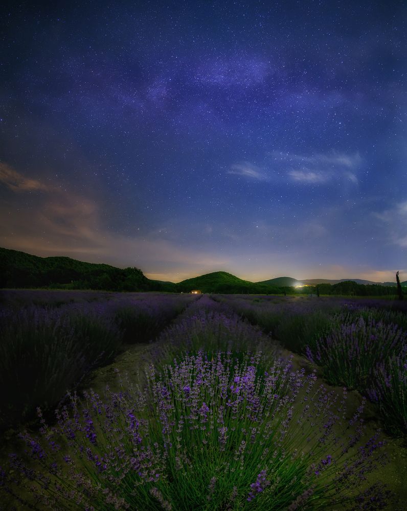 Сны лавандового поля