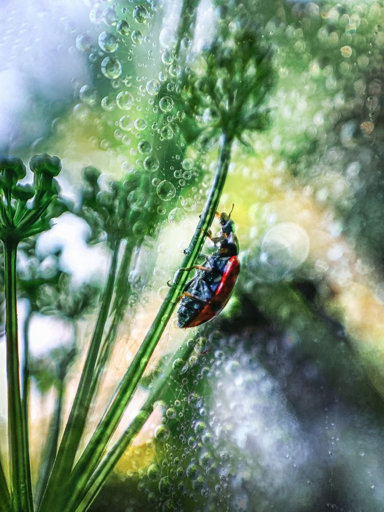 Photograph by Семко Александр